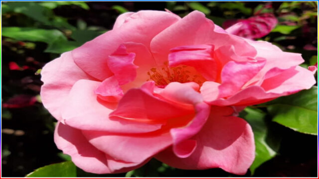 15.Zakir Hussain Rose Garden, Chandigarh