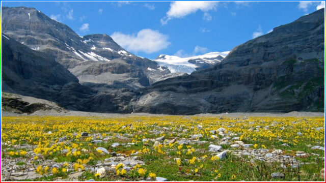7.Valley of Flowers, Chamoli